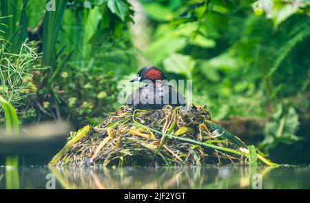 Primo piano di un piccolo grasso nidificante (Tachybaptus ruficollis) Foto Stock