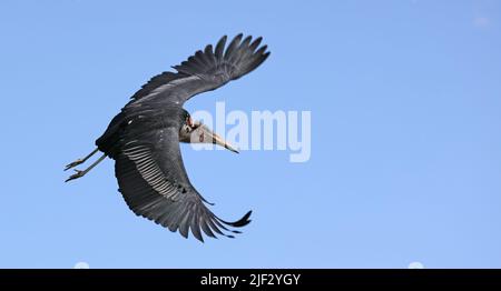 Volo della cicogna di Marabou (Leptoptilos crumeniferus) Foto Stock