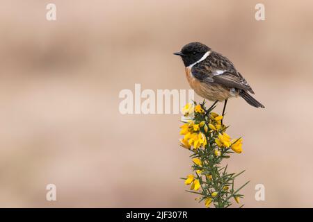 Maschio Stonechat, Saxicola rubicola, arroccato su un cespuglio di forre, Dumfries & Galloway, Scozia Foto Stock