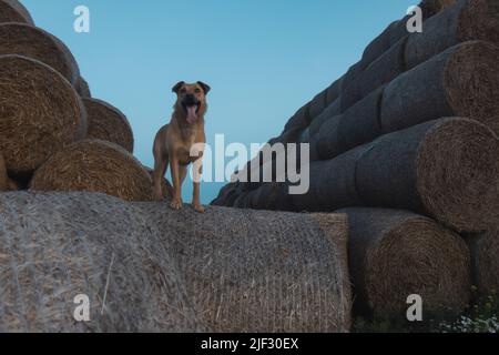 tra il fieno si erge un cane con la lingua che si stende Foto Stock