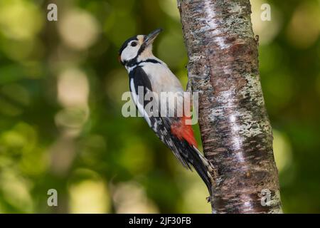Maschio di Picchio rosso maggiore, Dendrocopos major, Dumfries & Galloway, Scozia Foto Stock