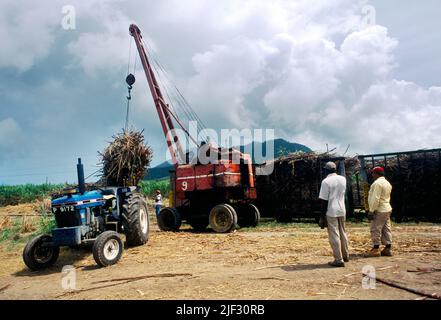 St Kitts Crane sollevamento Sugarcane su rimorchio dopo la mietitura Foto Stock