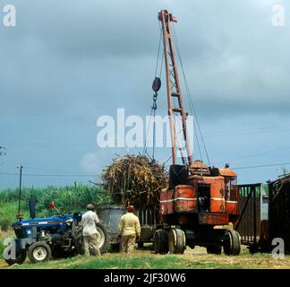 St Kitts Crane sollevamento Sugarcane su rimorchio dopo la mietitura Foto Stock