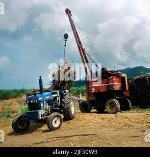 St Kitts Crane sollevamento Sugarcane su rimorchio dopo la mietitura Foto Stock