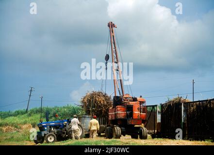 St Kitts Crane sollevamento Sugarcane su rimorchio dopo la mietitura Foto Stock