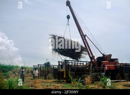 St Kitts Crane sollevamento Sugarcane su rimorchio dopo la mietitura Foto Stock