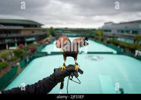 Rufus il falco di Harris il terzo giorno dei campionati di Wimbledon 2022 all'All England Lawn Tennis and Croquet Club, Wimbledon.l'allenatore di falchi di Wimbledon ha rivelato che gli è stato detto di "ottenere un lavoro adeguato" nei primi anni della sua professione ormai di grande successo. Wayne Davis, di Corby nel Northamptonshire, ha addestrato i falchi – Hamish e poi Rufus – per eliminare i piccioni dall’All England Club nel sud-ovest di Londra per 22 anni. Data foto: Mercoledì 29 giugno 2022. Foto Stock