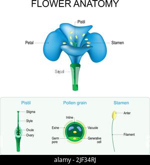 Anatomia dei fiori. Struttura di pistil, Stamen, e Pollen grano. Gamete in piante. Sistema riproduttivo maschile e femminile in piante. Poster vettoriale Illustrazione Vettoriale