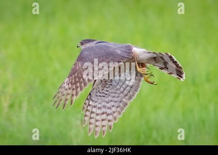 Un falco di Coopers che prende il volo dopo un raid non riuscito sui miei alimentatori di uccello nella contea rurale della porta Wisconsin, Foto Stock