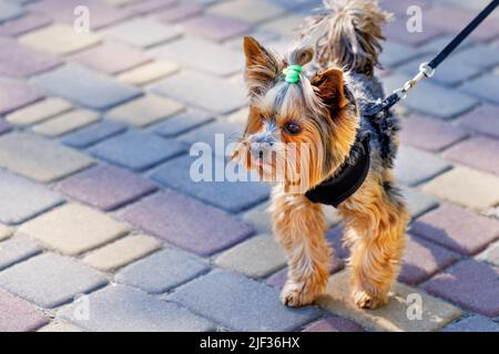 Divertente Yorkshire terrier con un pigtail sulla testa sullo sfondo di un pavimento di color ciottoli in sfocatura. Messa a fuoco selettiva. Spazio di copia. Foto Stock