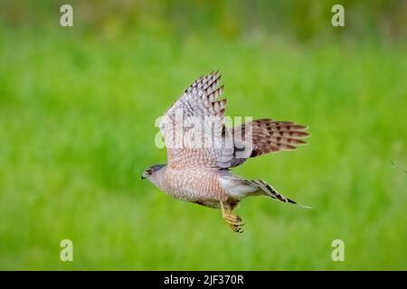 Un falco di Coopers che prende il volo dopo un raid non riuscito sui miei alimentatori di uccello nella contea rurale della porta Wisconsin, Foto Stock