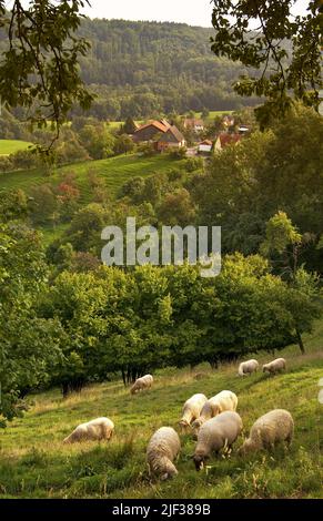 Waldenburg Hills, Germania, Baden-Wuerttemberg Foto Stock