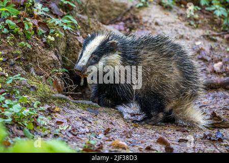 Old World Badger, Eurasian Badger (Meles meles), giovane a un den, vista laterale, Germania, Baden-Wuerttemberg Foto Stock