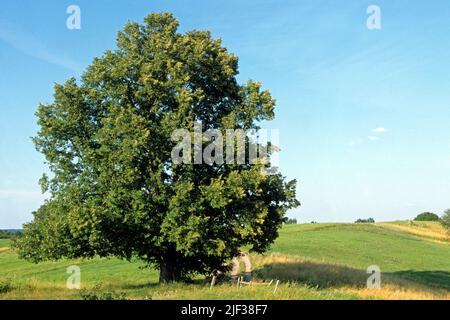 Tiglio a foglia piccola, tiglio di litteleaf, tiglio a foglia piccola (Tilia cordata), albero singolo in un percorso di campo, Germania Foto Stock