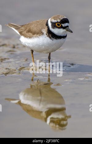 Piccolo aratro ad anello (Charadrius dubius), camminando attraverso acque poco profonde , Germania, Baden-Wuerttemberg Foto Stock