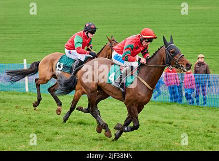 Due cacciatori di baia che galoppano fianco a fianco durante una gara point-to-point Foto Stock