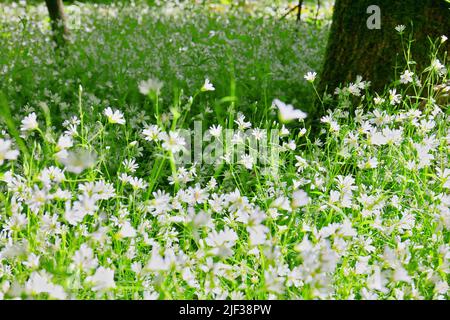 Starbell starbort, stitchwort (Stellaria holostea), popolazione in fiore, Germania, Renania settentrionale-Vestfalia Foto Stock