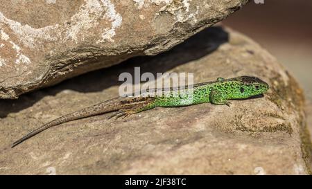 Lucertola di sabbia (Lacerta agilis), maschio su un masso di roccia, ritratto a tutta lunghezza, Germania, Baden-Wuerttemberg Foto Stock