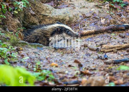 Old World Badger, Eurasian Badger (Meles meles), giovane animale che guarda fuori un den, vista laterale, Germania, Baden-Wuerttemberg Foto Stock