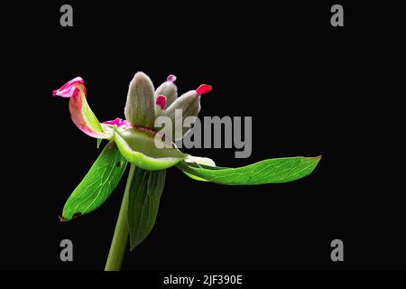 Peonia cinese (Paeonia lactiflora), frutta su sfondo nero Foto Stock
