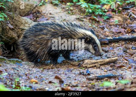 Old World Badger, Eurasian Badger (Meles meles), giovane animale che lascia una stalla, vista laterale, Germania, Baden-Wuerttemberg Foto Stock