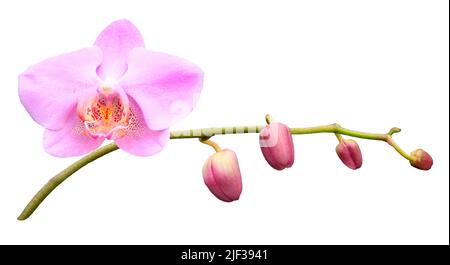 Orchidea di Moth (Phalaenopsis-Hybride), ordine di sviluppo dei fiori, serie quadro 1/9 Foto Stock