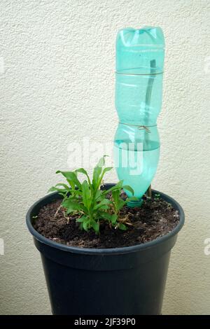 Impianto di irrigazione per piante in vaso con bottiglia in PET di plastica. Una pianta verde con germogli giovani in una pentola in una vista verticale ravvicinata sul backgrou della parete ruvida Foto Stock