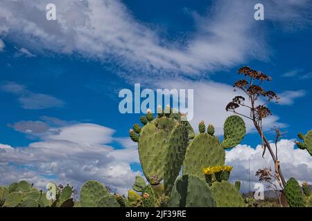 In fiore Prickly pere sotto un cielo blu nuvoloso in Manfredonia Italia Foto Stock
