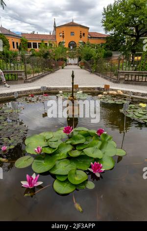 Nymphaea fiore al Giardino Botanico di Padova in una giornata estiva Foto Stock