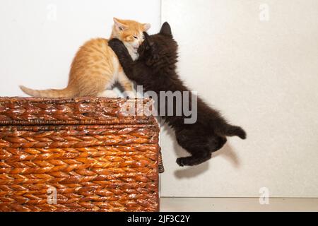 Due gattini combattimenti e allenamenti, azione veloce scatto con movimento sfocato. Foto Stock