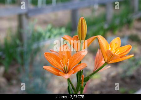 Giglio d'arancia nel giardino isolato con bokeh Foto Stock