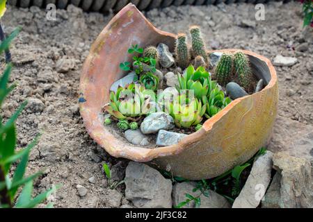 Piante succulente in un grande vaso di ceramica rotto. Concetto riutilizzabile. Foto Stock