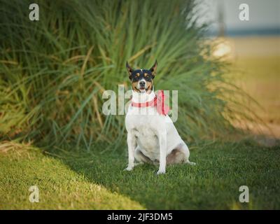 il cane con una cravatta di prua rossa si erge sullo sfondo della natura Foto Stock