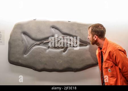 Cambridge, Regno Unito. 29th giugno 2022. Ichthyosaur Skeleton Late Jurassic (165-145 milioni di anni fa) 72 x 125 x 4 cm Jurassic Coast, Dorset, UK, Est £45.000 Un rettile marino superbamente conservato, che appare su uno sfondo di ardesia grigia dalla famosa Jurassic Coast in Dorset. La prima persona a scoprire uno scheletro Ichthyosaur completo è stata Mary Anning, in Lyme Regis, Inghilterra nel 1910 . Galleria oggetti straordinari, 14 Green St, 2 luglio - 2 ottobre 2022 credito: Paul Quezada-Neiman/Alamy Live News Foto Stock