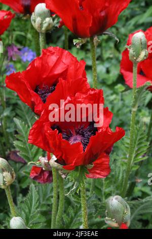 Papaver orientale Foto Stock