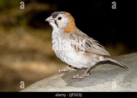 Tessitore con spokle-fronted (Sporopipes frontalis) da Serengeti, Tanzania. Foto Stock