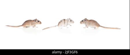 Cute giovani roditori maschi isolati su bianco, macro closeup, primo piano con spazio copia Foto Stock
