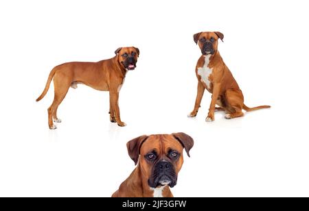 Cani boxer razze su sfondo bianco Foto Stock