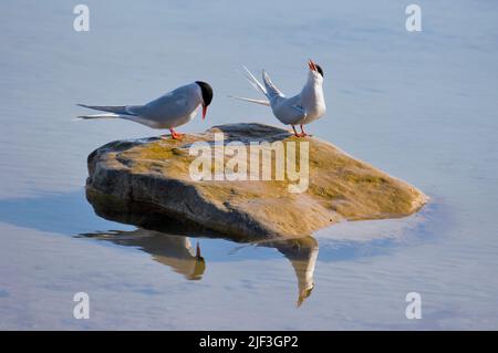 Coppia di Terni artici (Sterna paradisaea) a NY Ålesund, Spitsbergen, Svalbard. Foto Stock