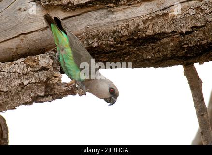 Femmina di pappagallo ribelle rosse o aranciate africane, Poicephalus rufiventris, di Samburu NP, Kenya. Foto Stock