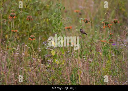 Bronzo Mannikin, Spenvestes cucullata, tra i fiori nel Parco Nazionale di Nairobi, kenya. Foto Stock