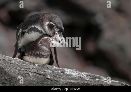 Coppia di pinguini Galapagos (Speniscus mendiculus) che si accoppiano sull'isola di Santiago Foto Stock