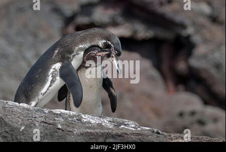 Coppia di pinguini Galapagos (Speniscus mendiculus) che si accoppiano sull'isola di Santiago Foto Stock