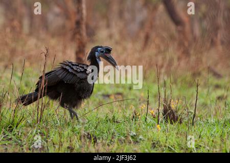 Femmina di Abissinian Ground Hornbill, Bucorvus abyssinicus, da Murchinson's Falls, Uganda. Foto Stock