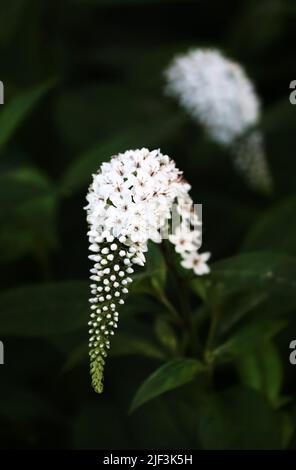 Bianco Gooseneck loosestrife, Lysimachia clephroides, fiore cascata su uno sfondo verde verde verde verde verde in primavera o estate, Lancaster, Pennsylvania Foto Stock