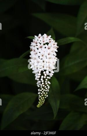 Bianco Gooseneck loosestrife, Lysimachia clephroides, fiore cascata su uno sfondo verde verde verde verde verde in primavera o estate, Lancaster, Pennsylvania Foto Stock