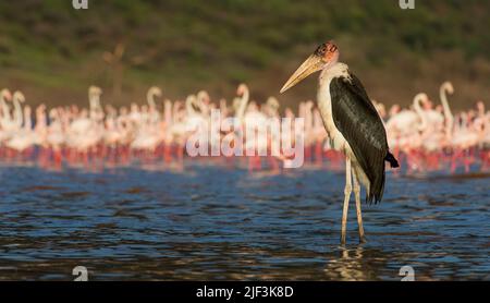 Marabou stork davanti a un gruppo di fenicotteri maggiore sulle rive del lago Bogoria, Kenya. Foto Stock