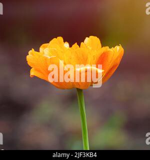 Tulipano giallo terry o tulipano frangiato in giardino Foto Stock