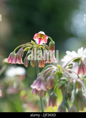 Aglio di miele siciliano (Allium Siculum Nectaroscordum) - UK Foto Stock