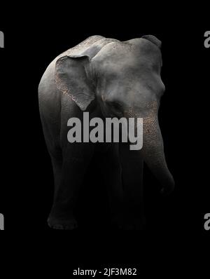 elefante asiatico in piedi nel buio Foto Stock